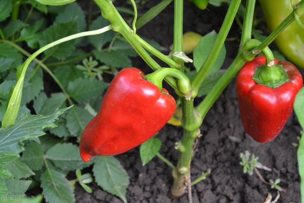 12月蔬菜价格呈现季节性上涨,秋季蔬菜上市菜价波动不大