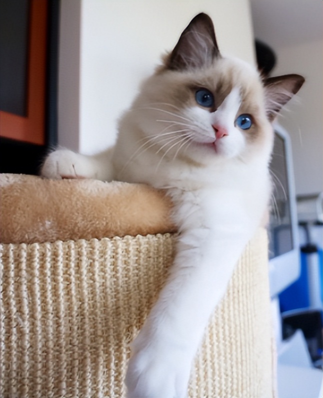 猫界中什么猫最聪明,猫界中谁的性格最好