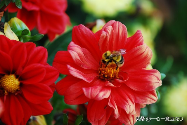 孔雀草花诗词,孔雀草诗