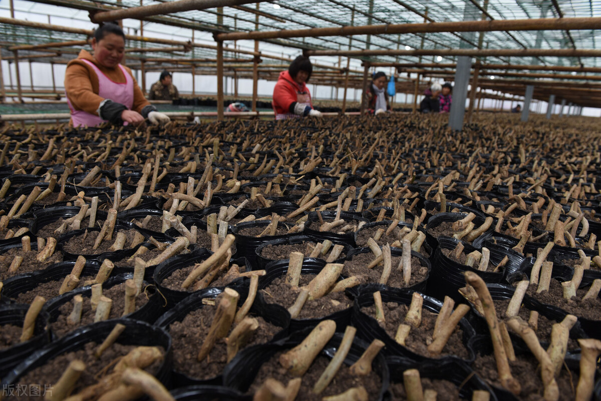 每年花亿元难以清理，洋姜入侵国外泛滥，为啥中国却大量种植？