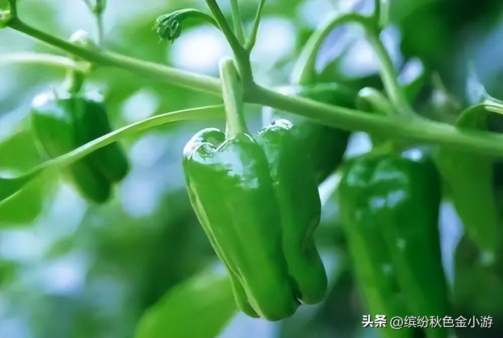 山西长治特产什么最好,长治特产好吃的