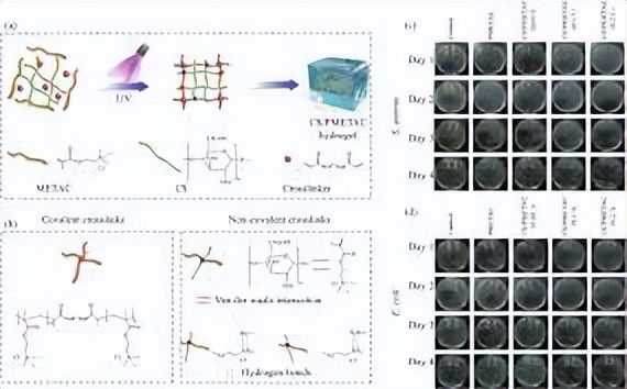 探究银离子浸渍海藻酸盐和水凝胶的制备及其抗菌性能