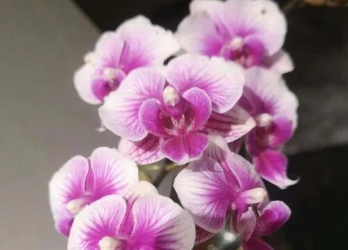 最美的100种兰花图片,欣赏一下最美的兰花