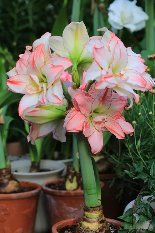 好看又好养的大花卉盆栽,开花好养的大花卉