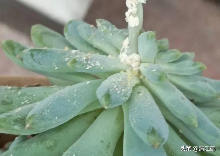 蚧壳虫专用杀虫剂使用方法,蚧壳虫专用花卉杀虫剂