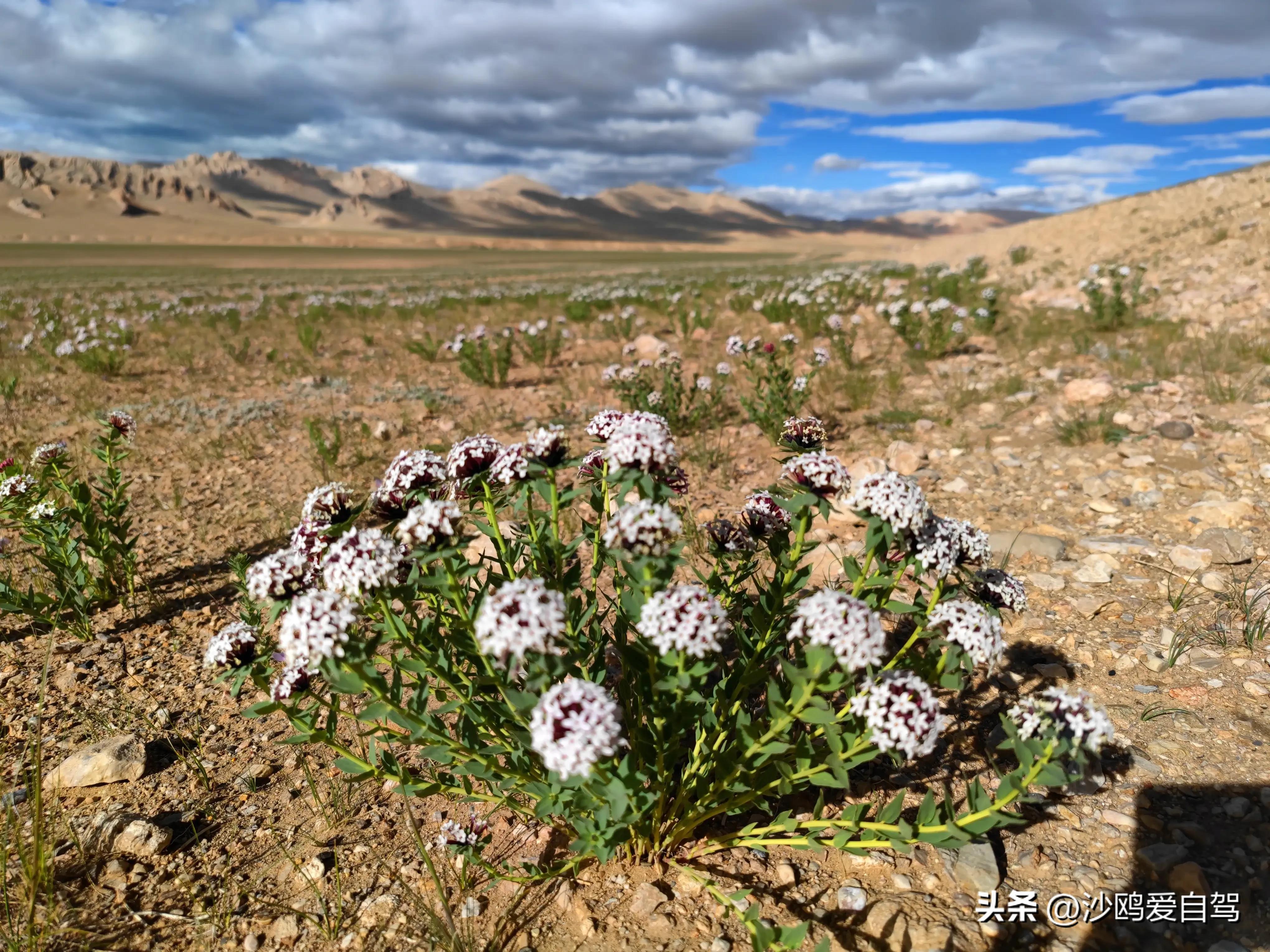 自驾四进*藏西***疆新**第12天:人在囧途:当惹雍措圣湖边陷车,轮胎鼓包