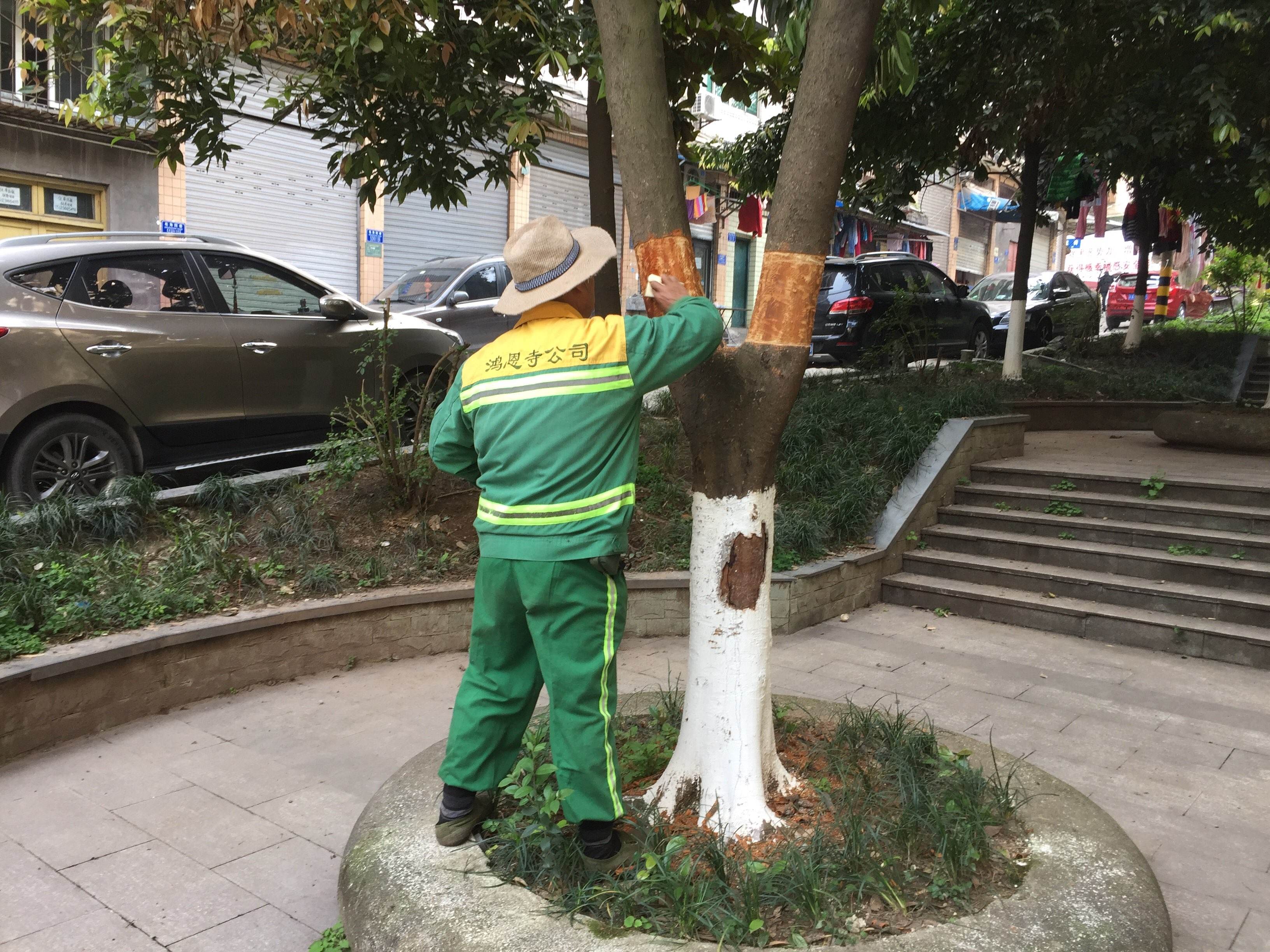 行道树补植方案,行道树病虫害防治标准