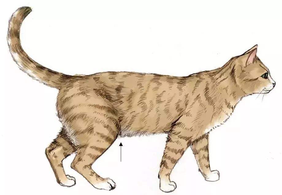 如何判断猫咪胖瘦,摸猫咪哪里判断胖瘦