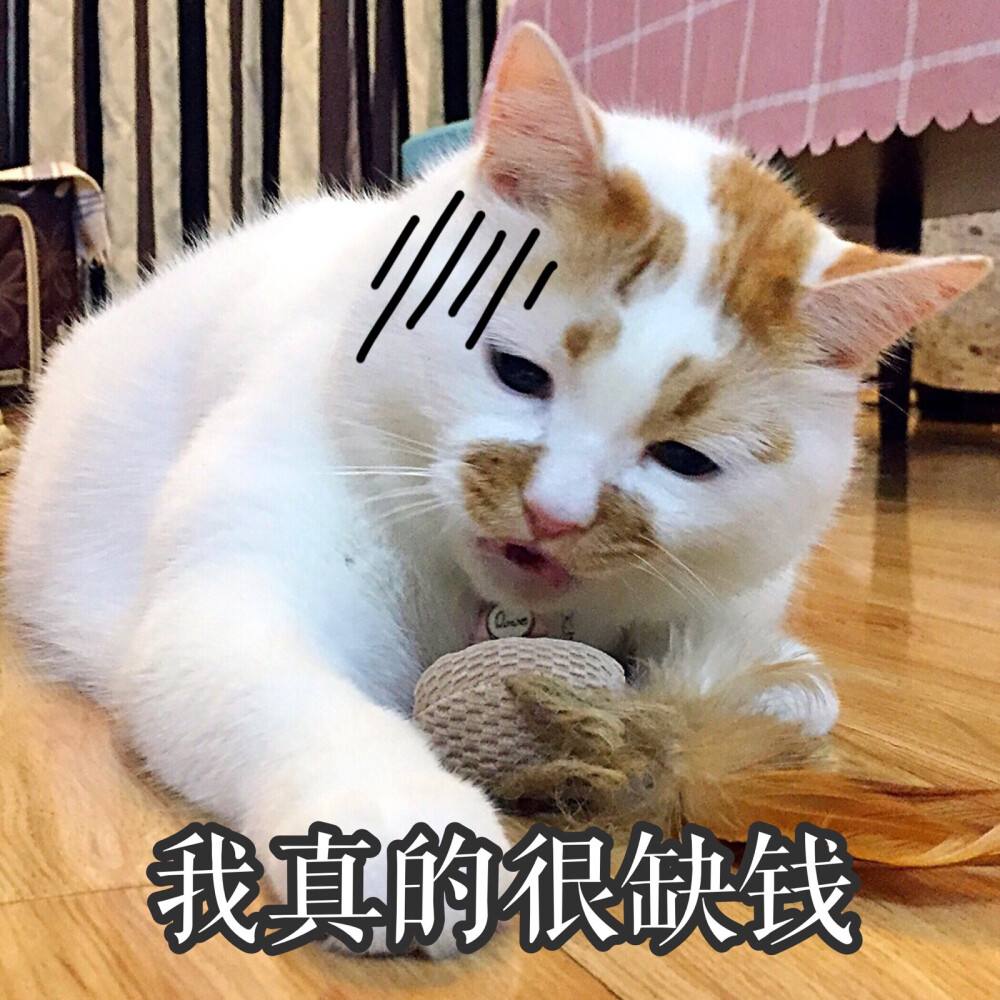 不管多生气也不要冷暴力,无论多生气也别打猫咪这几个部位