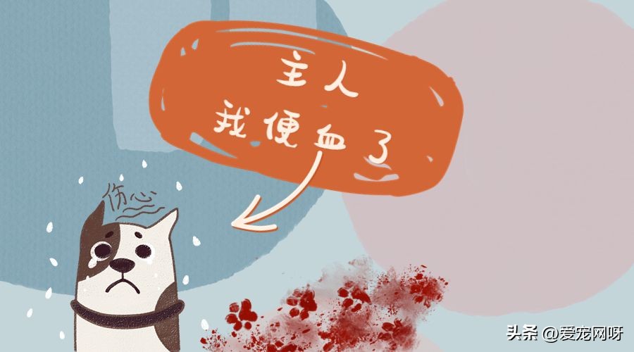 治狗狗拉稀的药,狗狗拉稀怎么办可以吃鱼肝油吗