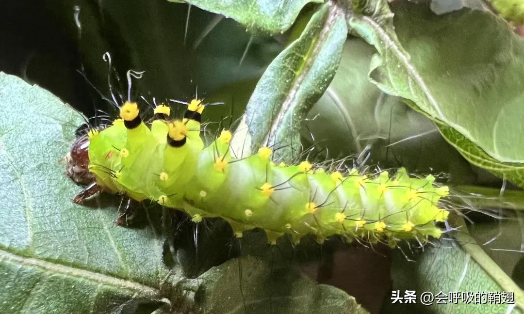 大蚕蛾饲养记录,华尾大蚕蛾饲养方法