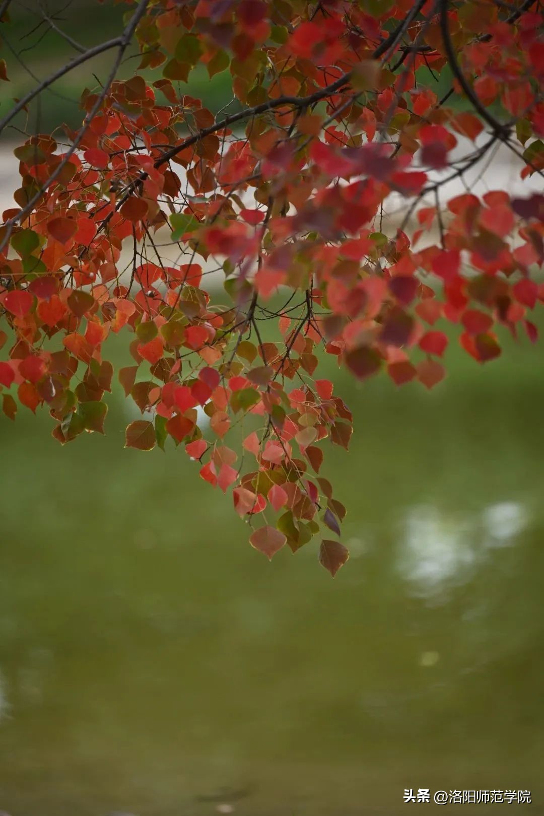 当洛师邂逅43种中国传统色……