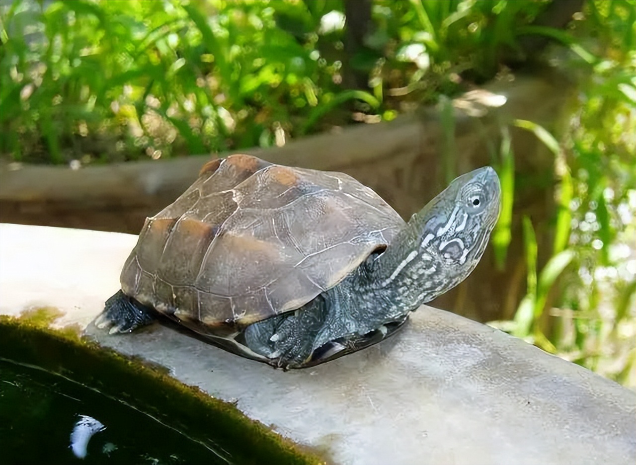 养龟必备的十大药,养龟知识100条解决养龟常见问题