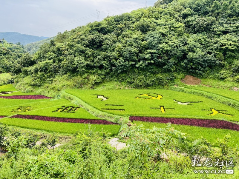 昆明市团结乡核桃箐彩色稻田,团结乡黑核箐彩色稻田