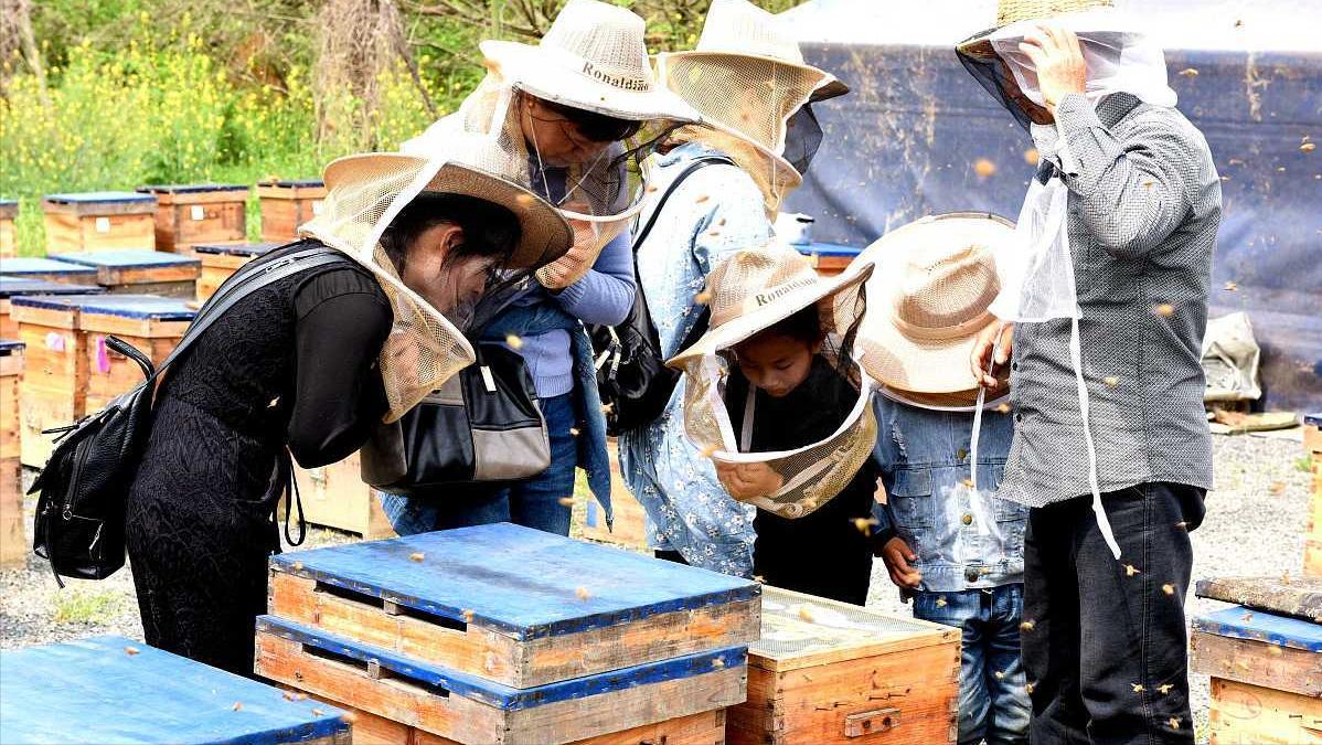 养蜂到底赚不赚钱？看看这三个人是怎么说的