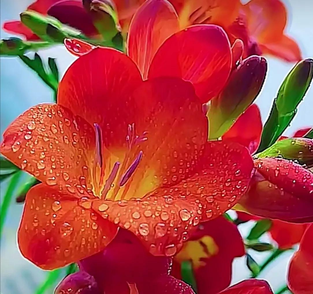 鲜花唯美摄影图片,雨后盛开的花朵摄影图片