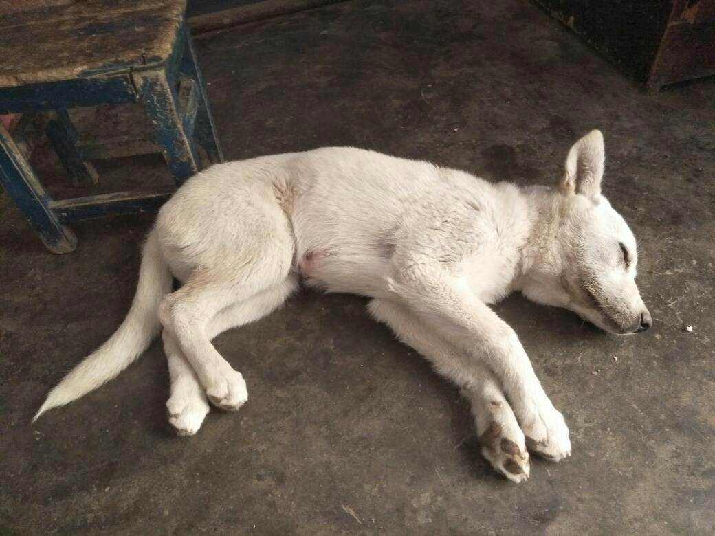 狗狗有狂犬病早期的10个征兆,狗狗患狂犬病早期的10个征兆