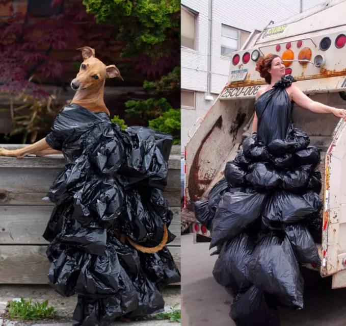 一只被抛弃的小狗逆袭变身超狗,一只被逆袭的中国狗狗