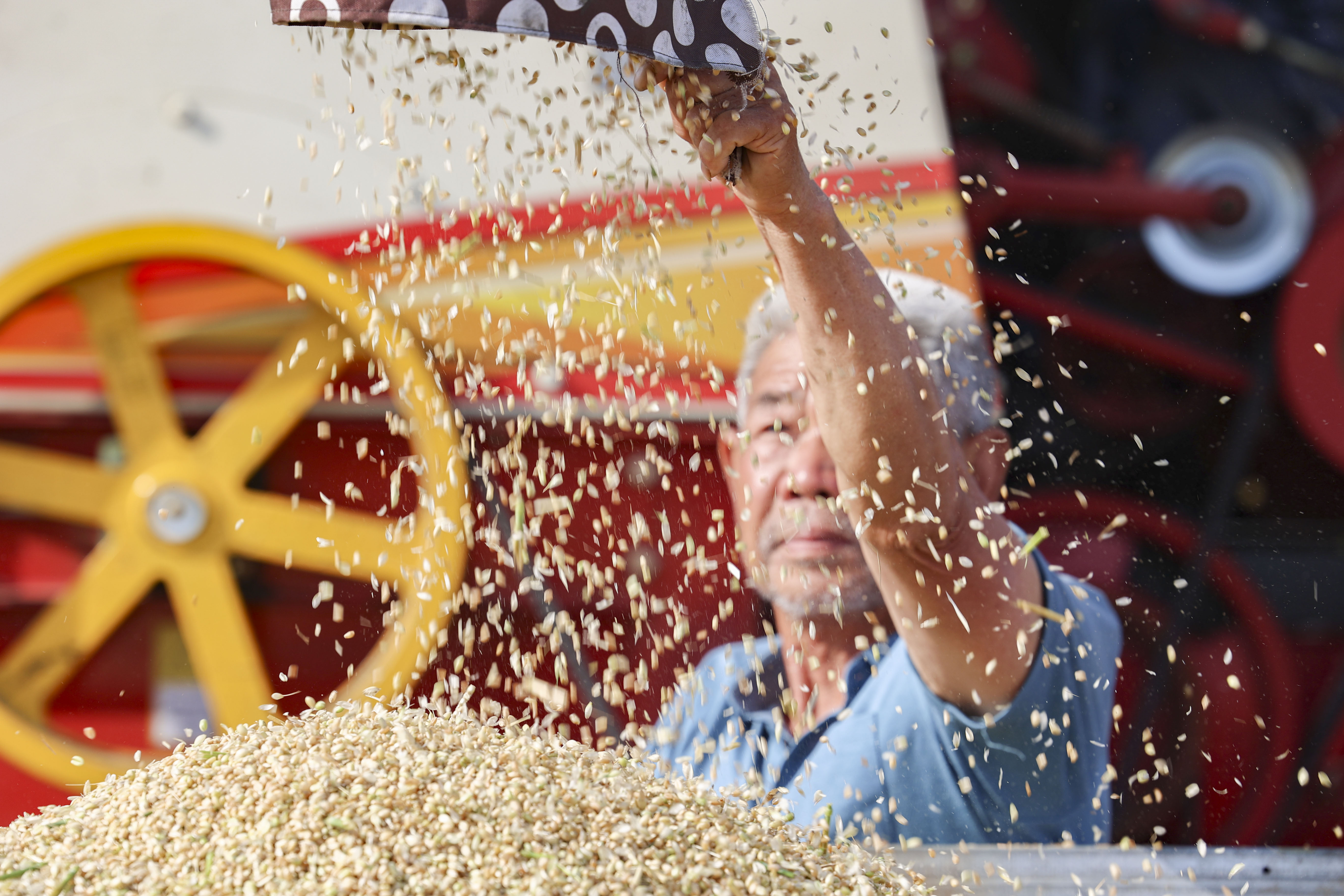 小麦丰收的画卷在错水河畔铺展，徐村麦浪滚滚，“丰”景如画