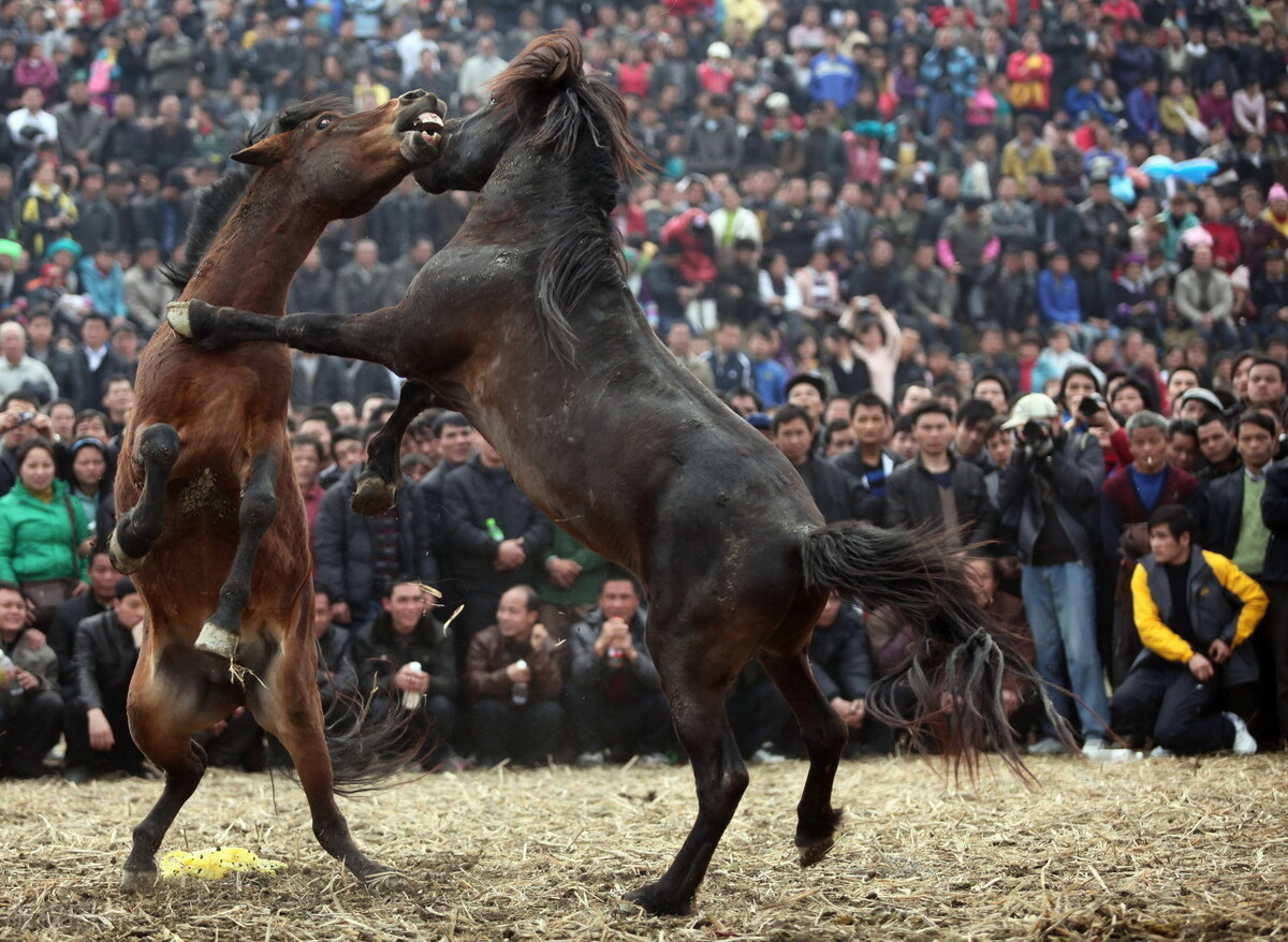 遥远的骑兵——我们的马