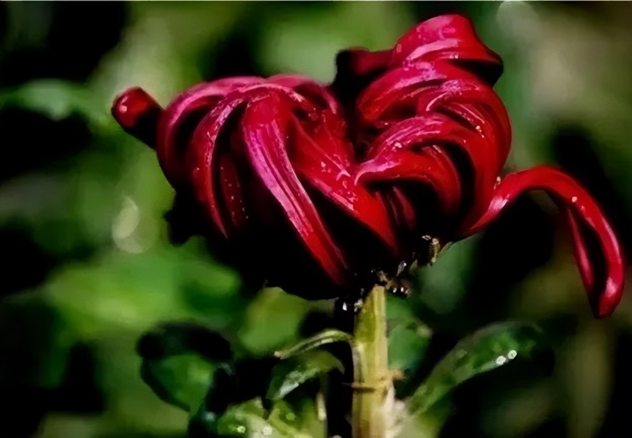 秋花诗词50首,金秋秋菊50种名菊