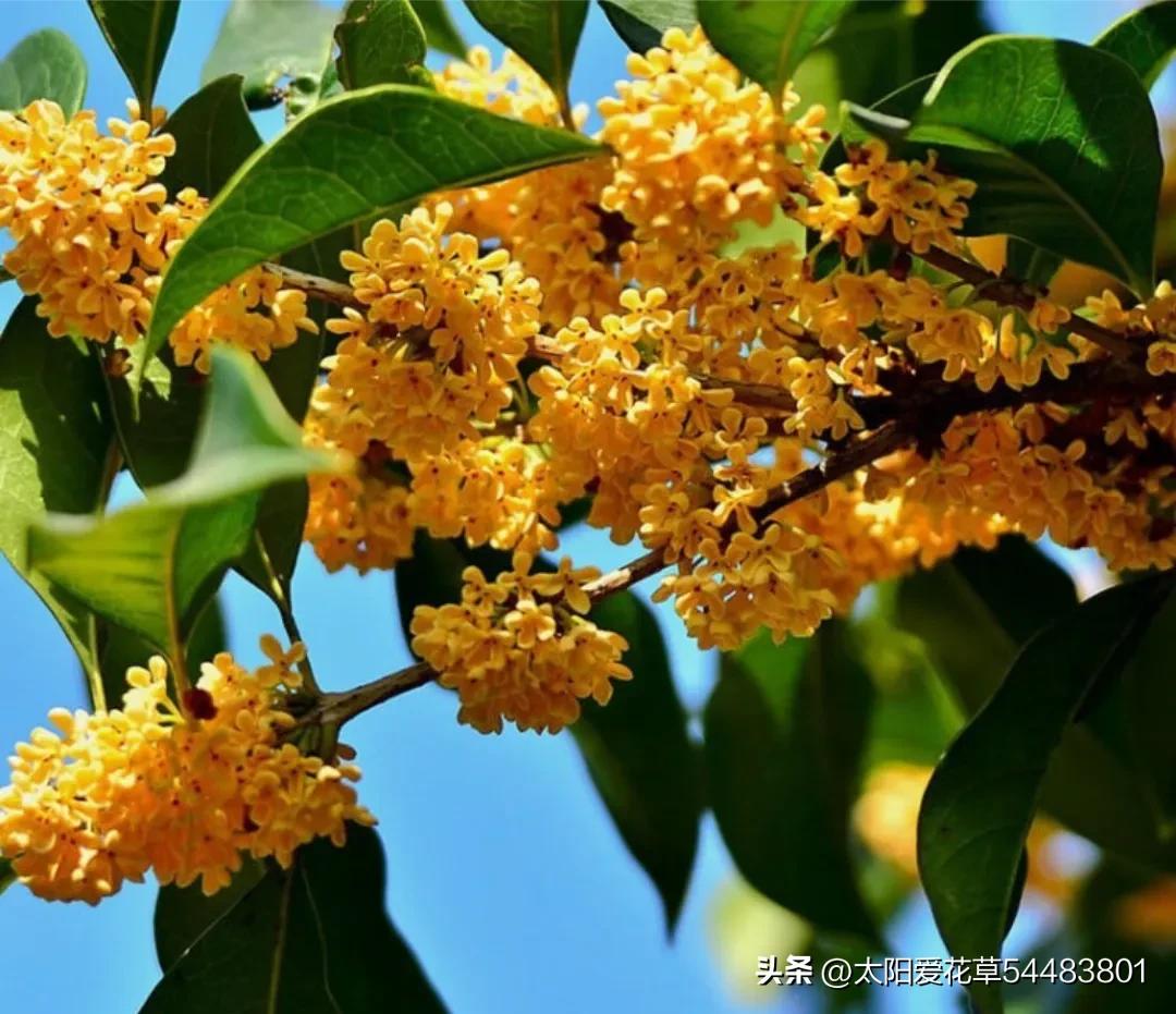 5种树寓意“吉祥富贵”，院子里种一棵，旺人旺家，过来人的经验