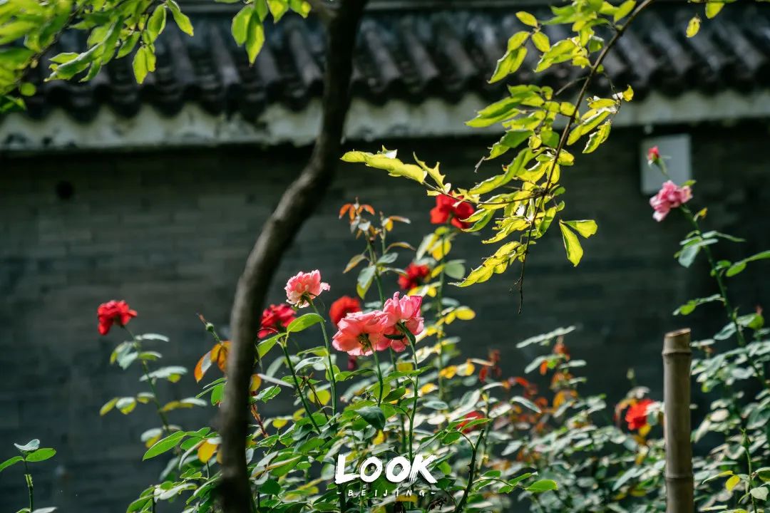 北京什刹海赏景的好地方,北京什刹海附近攻略