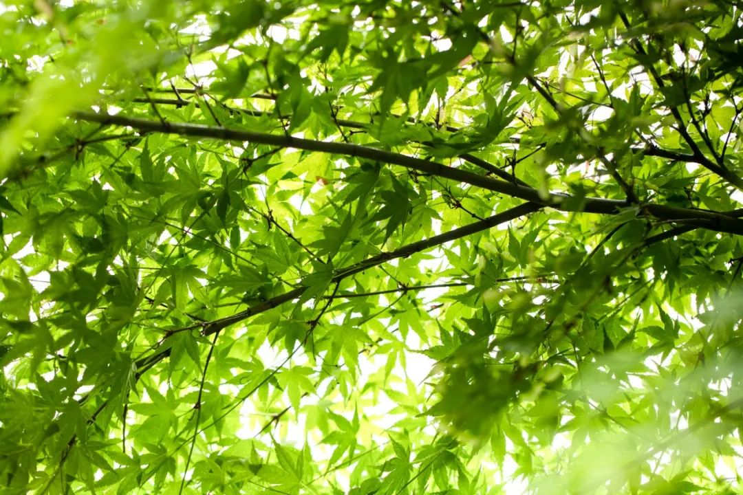 30首初夏诗词,暮春初夏的唯美诗词