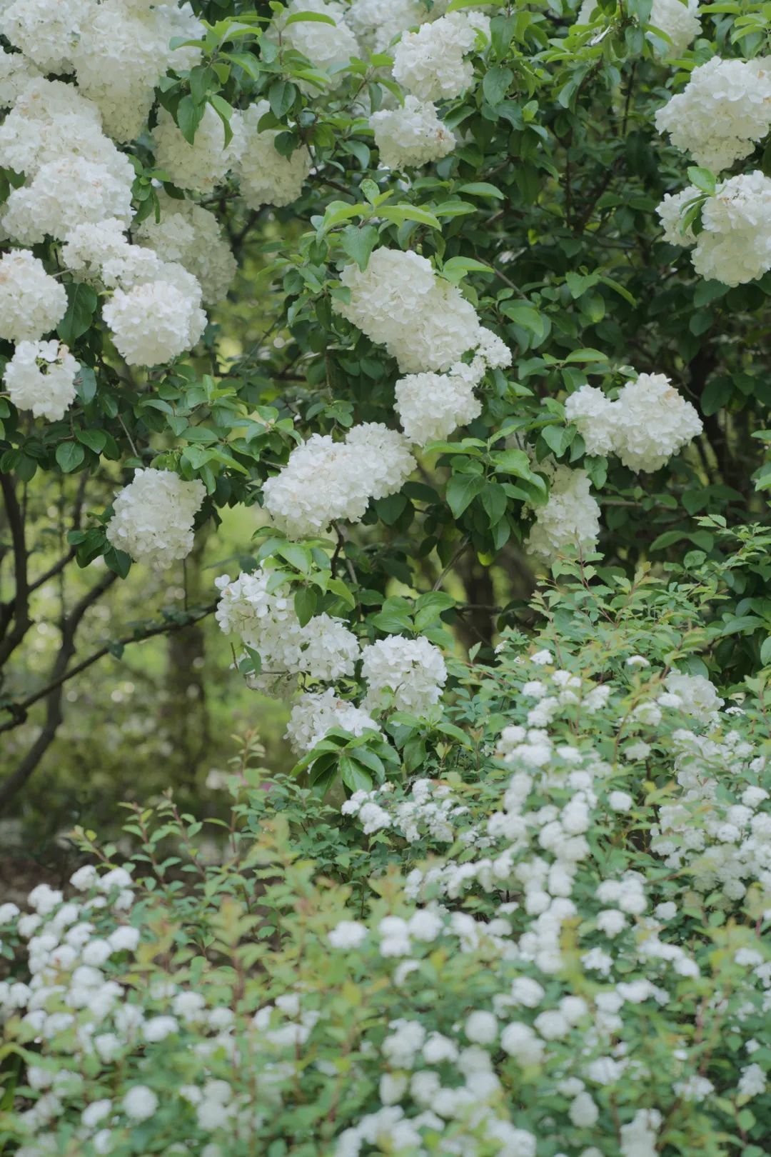 听我的，四月的杭州才是浪漫天花板。