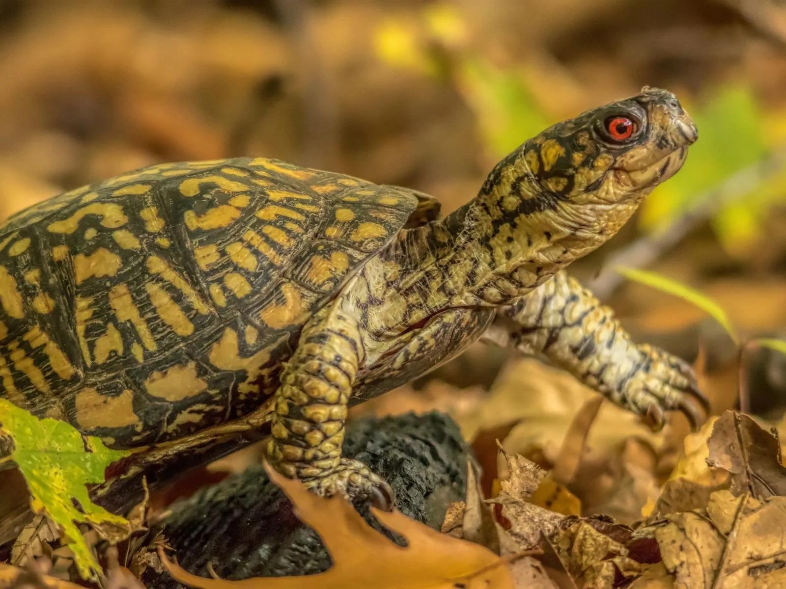可爱的小乌龟优秀作文1000字,写小乌龟的优秀作文