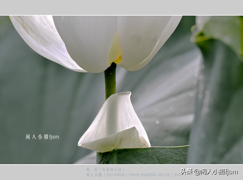 把荷花拍高级的摄影技巧,摄影荷花的拍摄技巧