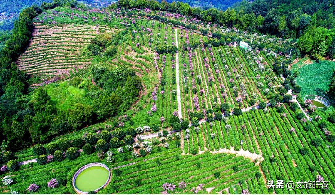 旺苍六大茶乡,个个香飘万里!看看你最熟悉哪几个?