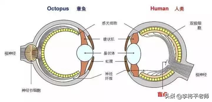 3个心脏的章鱼是什么,地球的外星生物章鱼