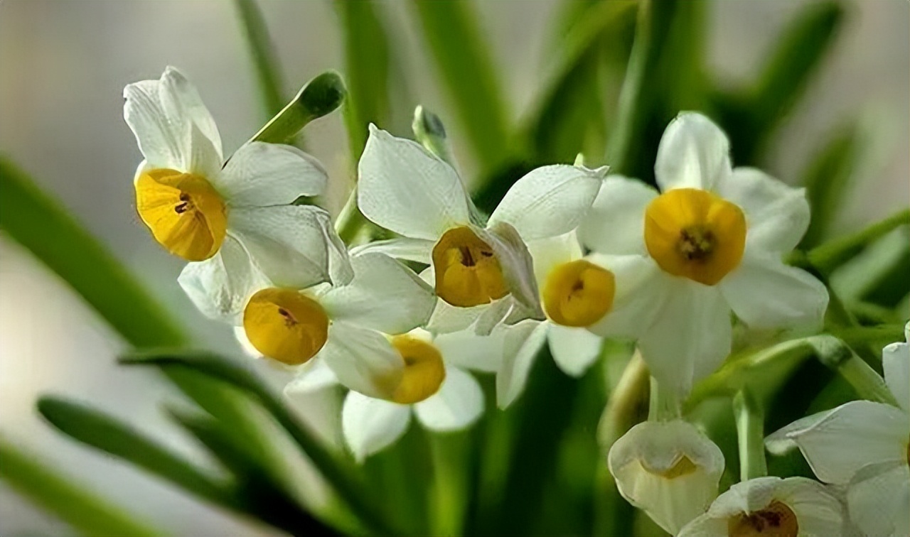 中国十大名花排行榜及图片,中国十大名花明细