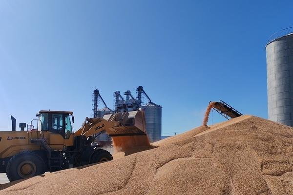 北大荒粮食增产,丰收在望生态大米