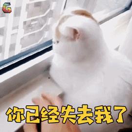 公猫和母猫是怎么进行繁殖的,公猫和母猫如何繁殖