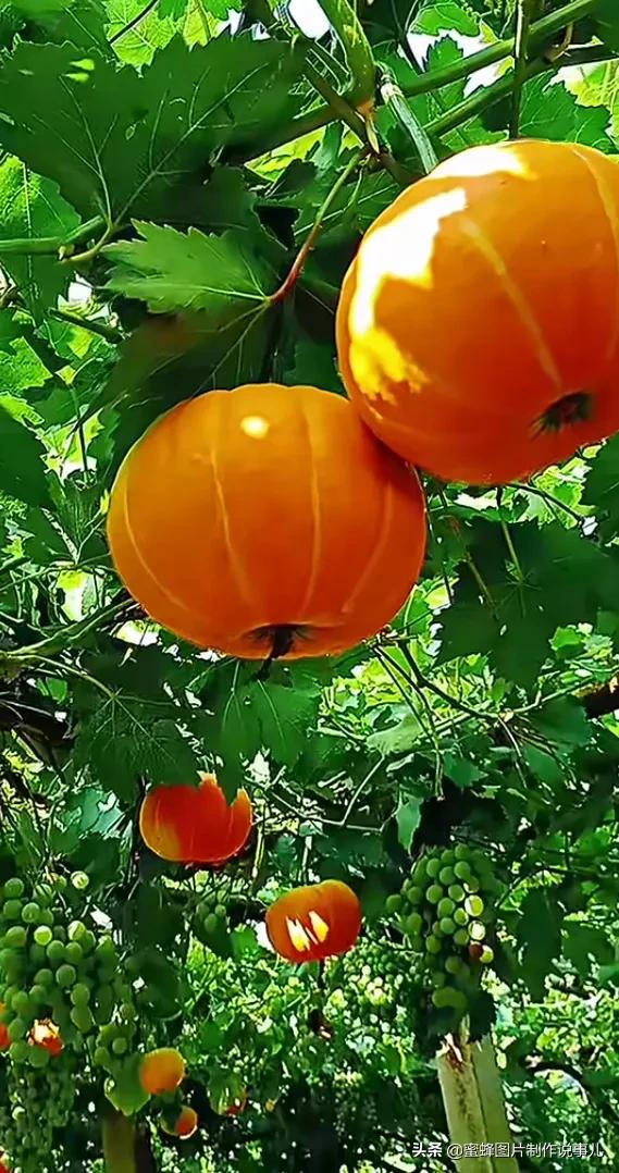 壁纸图片水果清新,丰收的水果高清图片壁纸