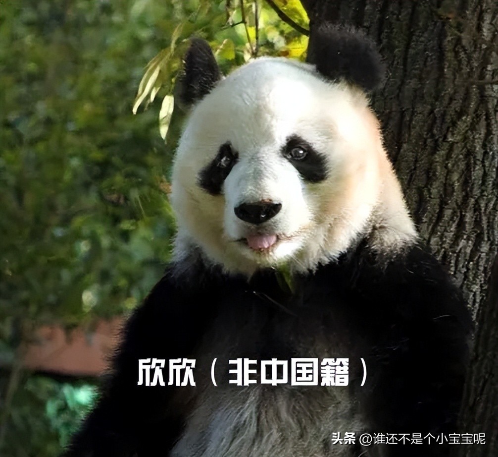 目前在国外的大熊猫有几只,大熊猫国外租借了多少只