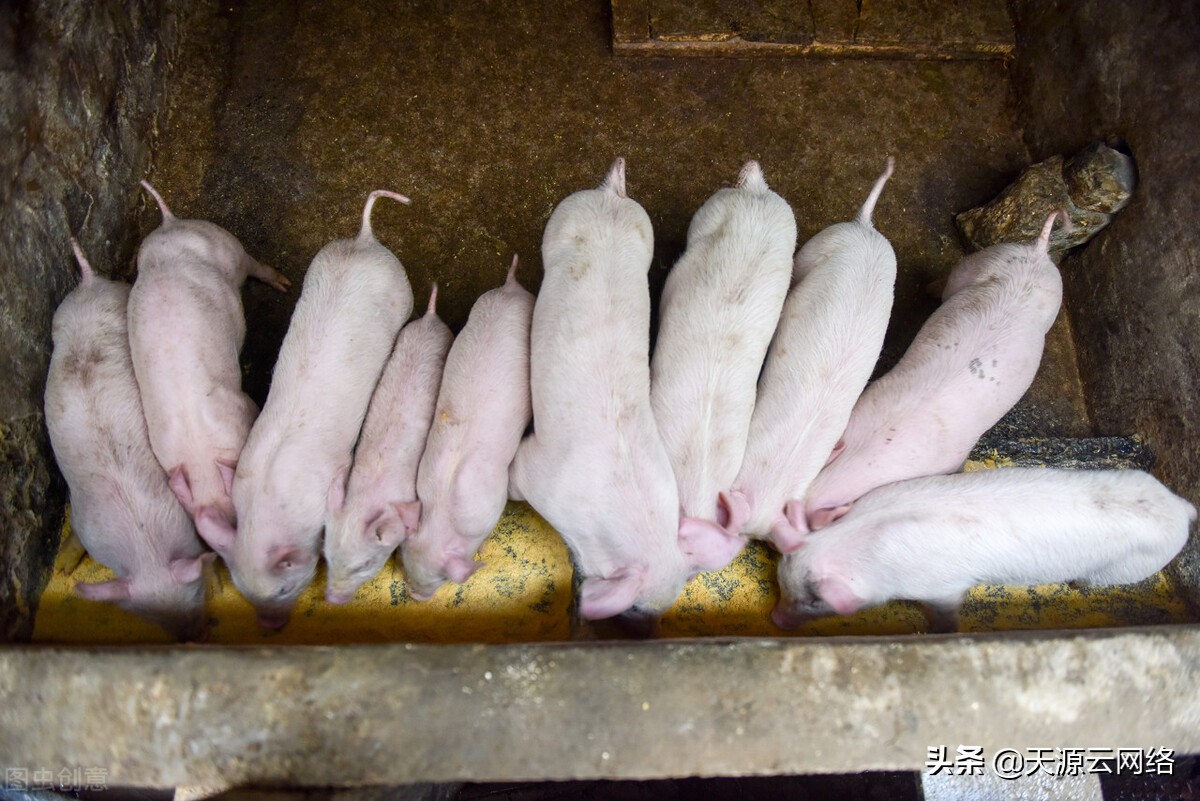 仔猪腹泻原因分析及应对方法,仔猪腹泻的原因及解决方法