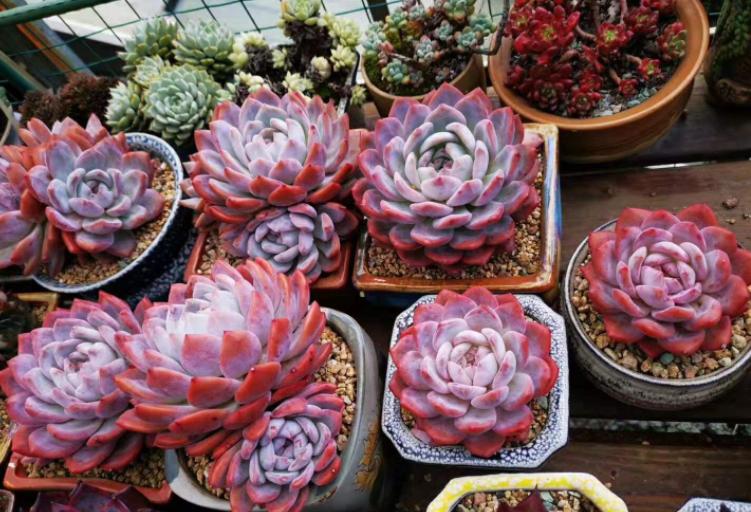 多肉干瘪了是为什么,多肉叶片发皱萎缩干瘪什么原因