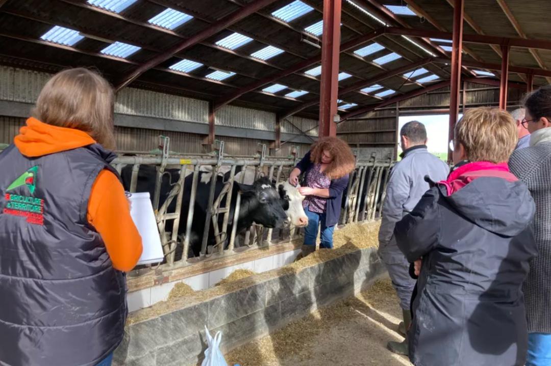 法国的国宝级老中医,中医药治老狗