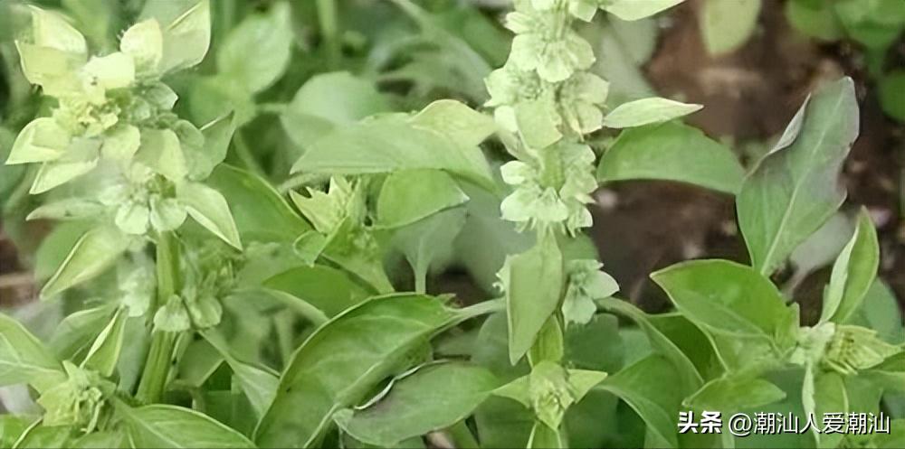 汕头天价粿条面,汕头天价粿条汤原视频