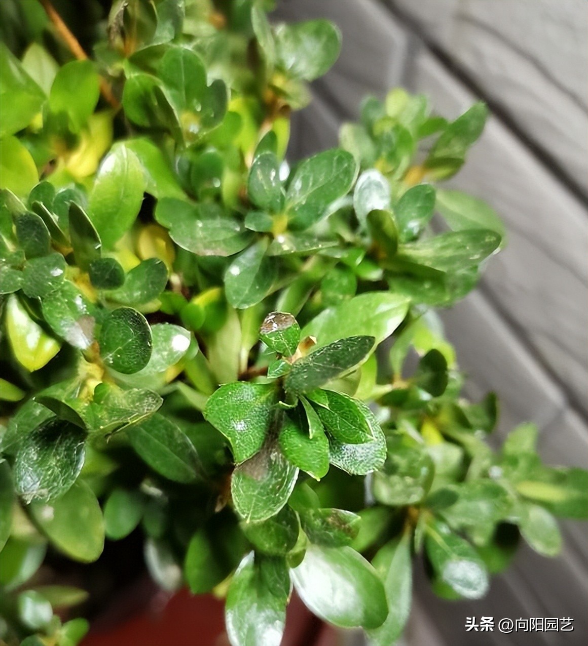 反季节栽杜鹃花,杜鹃花先别急着丢掉