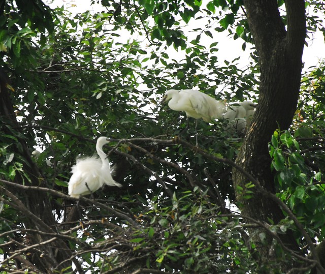 人与动物的区别是什么,人与动物区别的根本标志