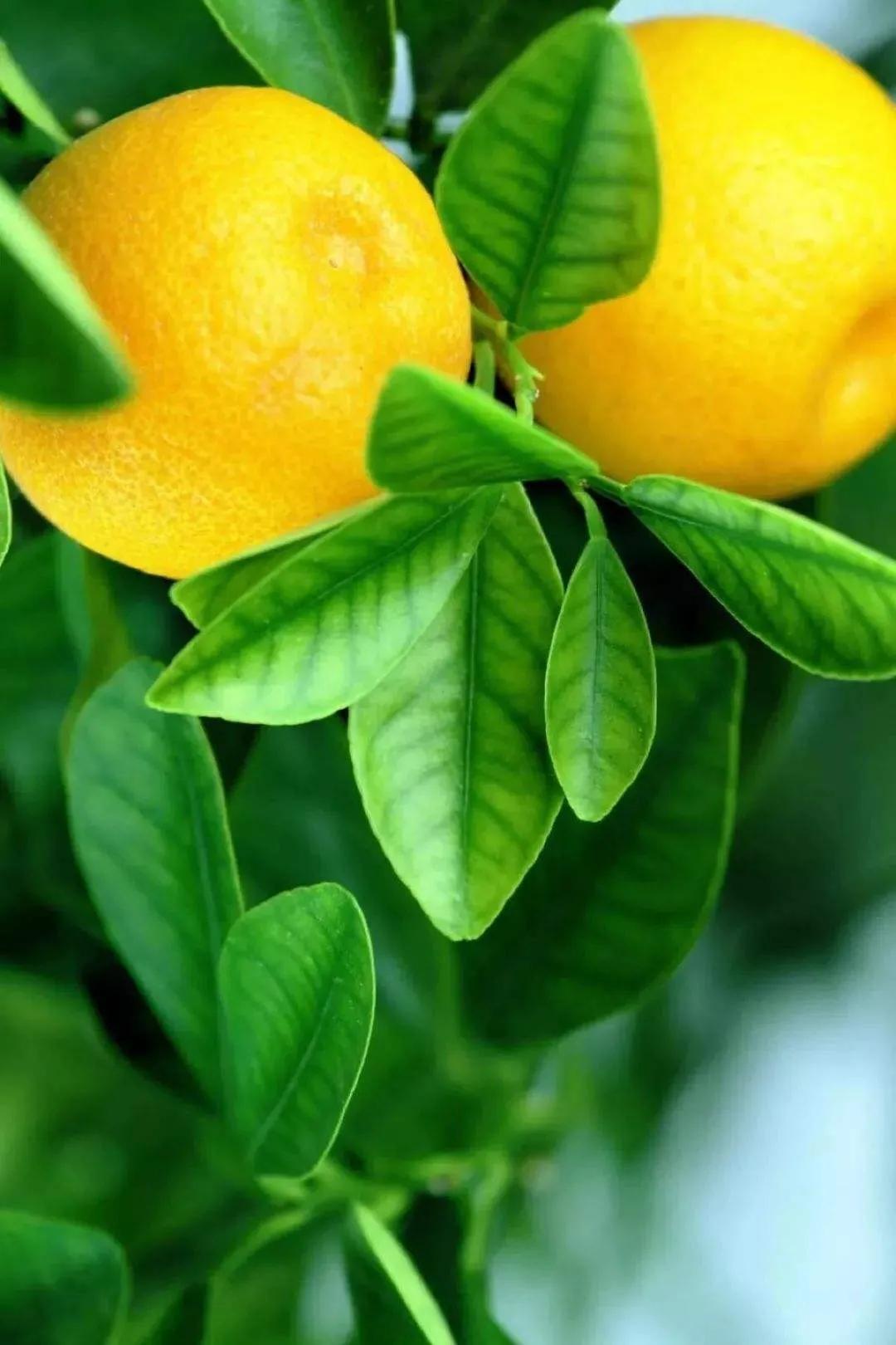 柠檬手机壁纸图片大全,柠檬高清壁纸4k全屏