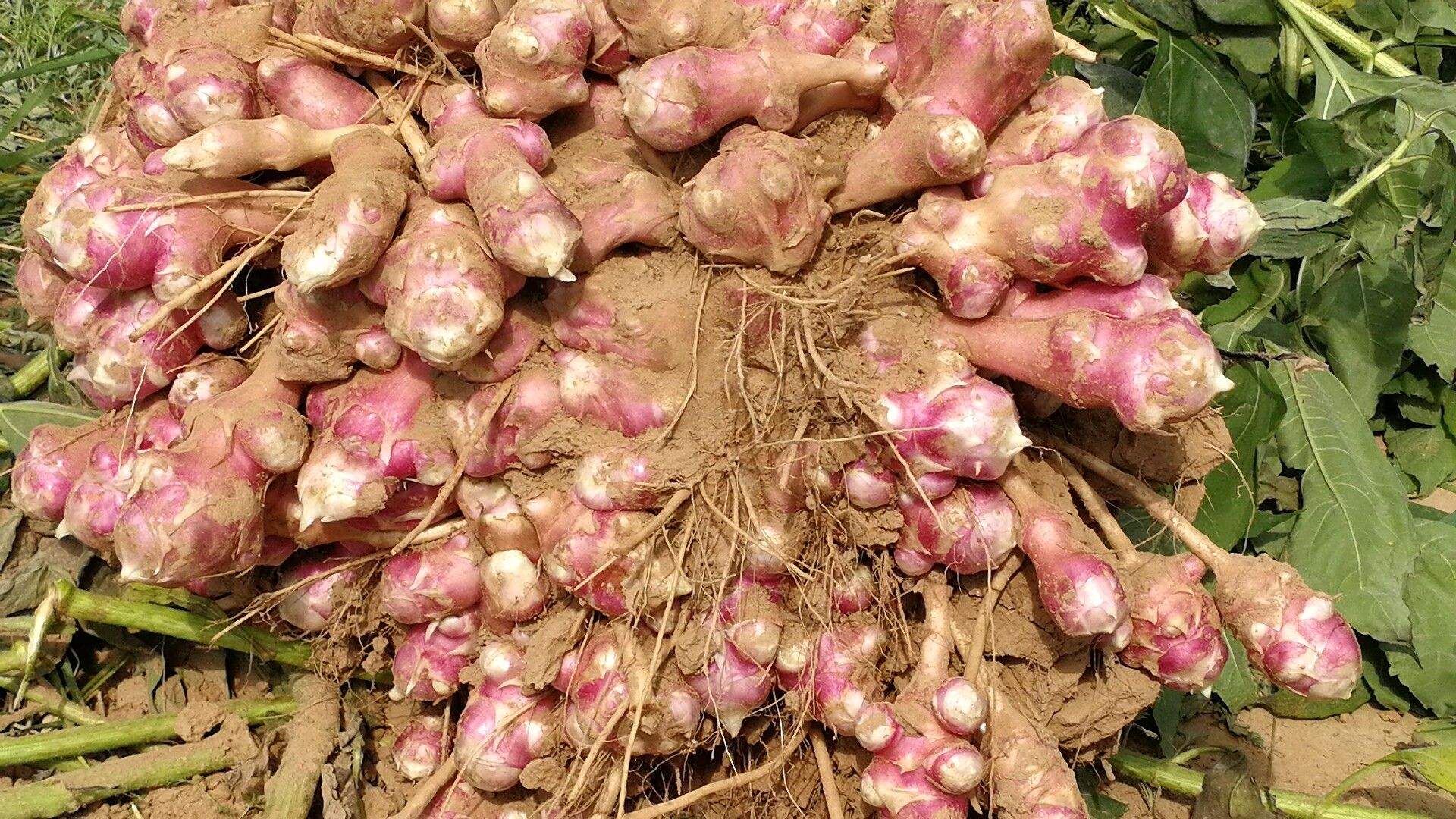 洋姜属于姜入侵物种吗,失败的入侵物种洋姜