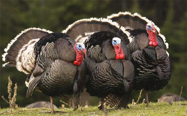 火鸡肉这么难吃为什么外国人吃,美国火鸡肉到底好不好吃