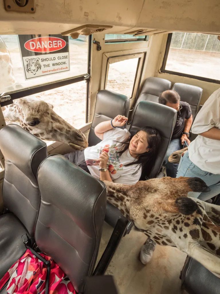 泰国曼谷旅游必去十大景区,泰国野生动物园亲子游