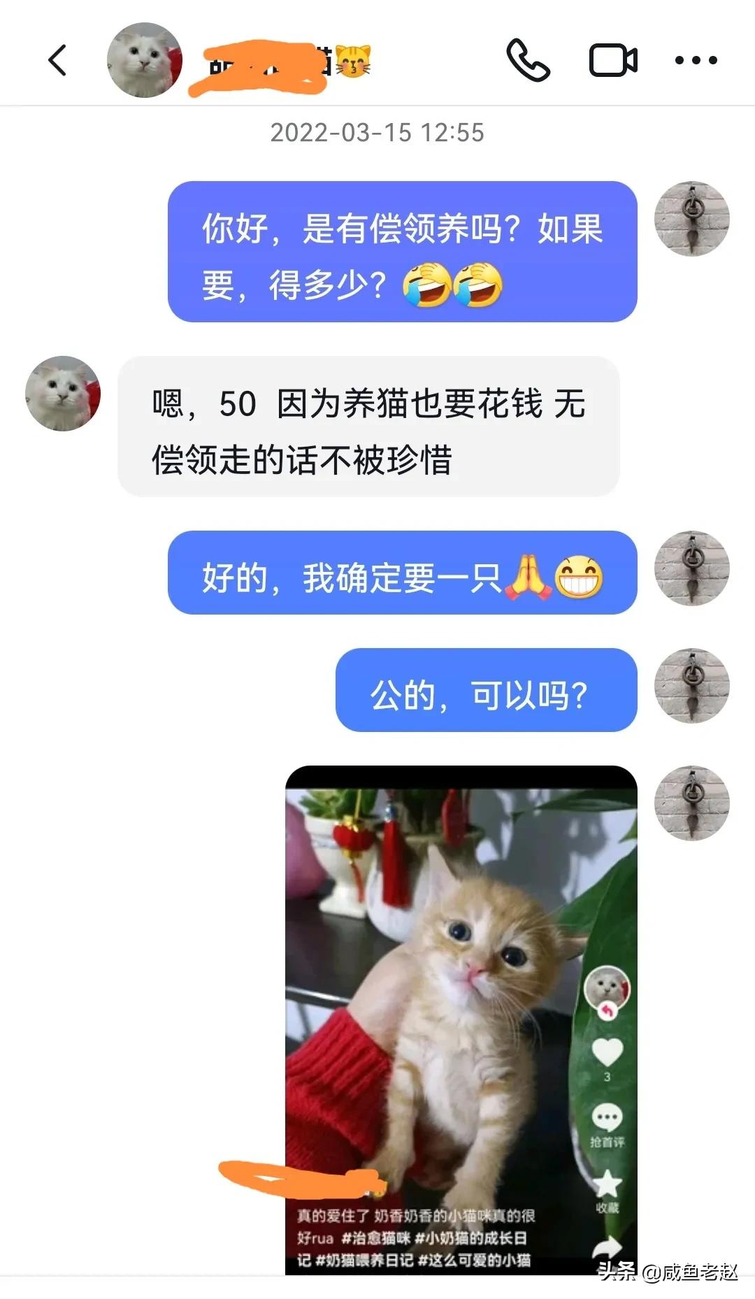 猫咪来我家了,猫咪来家里活泼