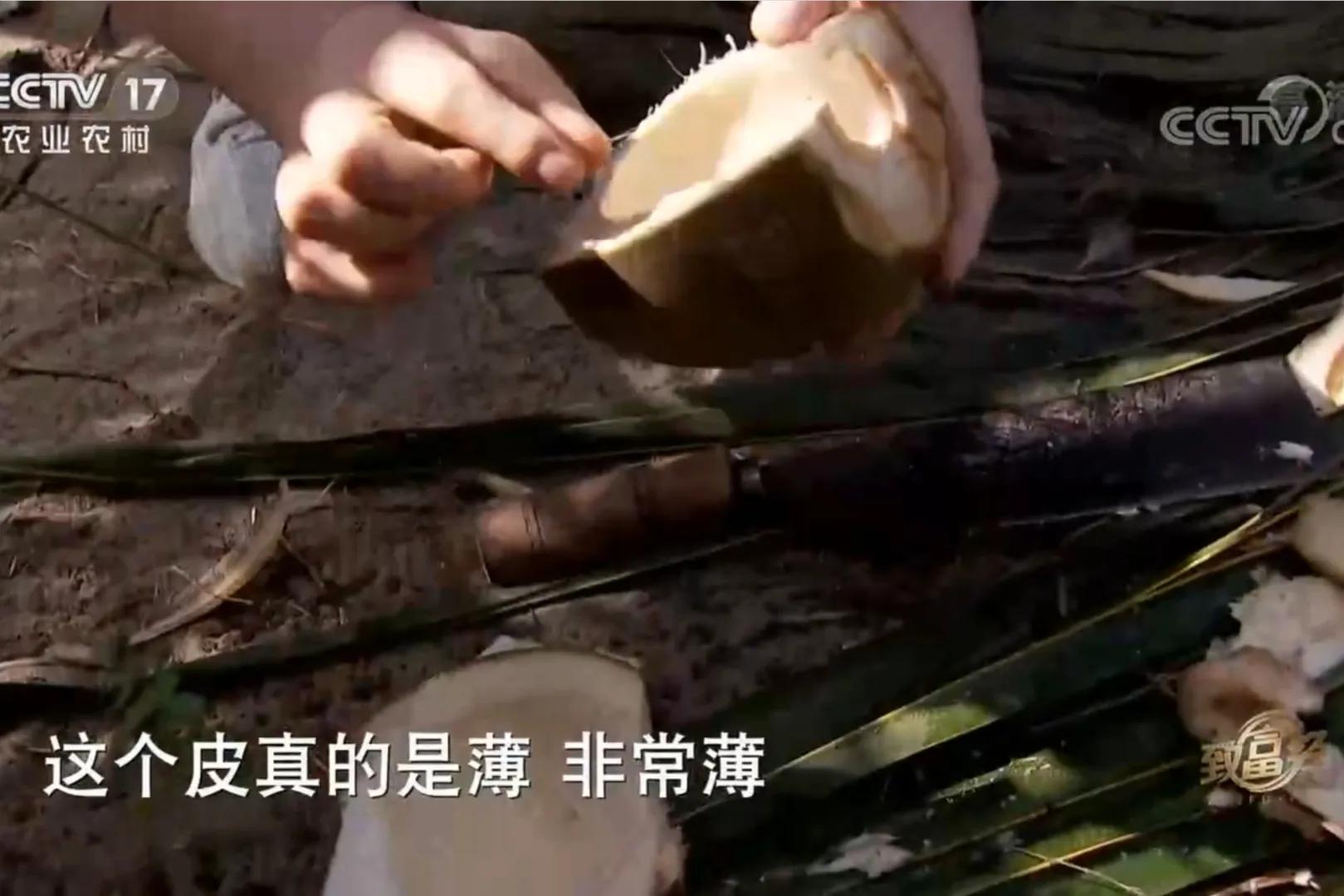 湖南男子承包800亩林地，如今靠椰子火锅鸡，年销售额2200万